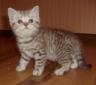 Шотландские короткошерстные котята серебристого пятнистого окраса