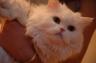 Белая персидская кошка ищет семью, в которой любят ласку.