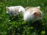 Три очаровательных бело-рыжих котенка, удивительно -пушистых. Мы готовы поделиться с вами