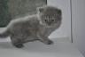 персидский котенок