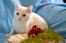 Белый котенок Пушек и лесная Мила в ДАР добрым и заботливым людям!
